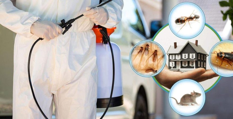 Körfez Böcek İlaçlama